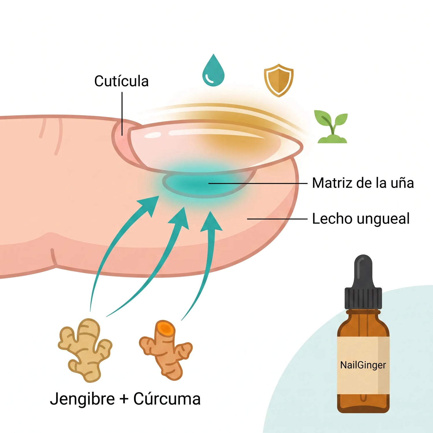 Cómo actúa el sérum de jengibre en la uña